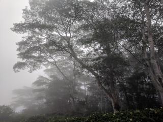Views of misty forest