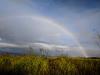 Rainbow over elephant grass