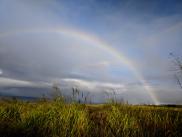 Rainbow over elephant grass