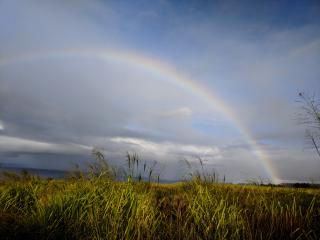 Rainbow over elephant grass