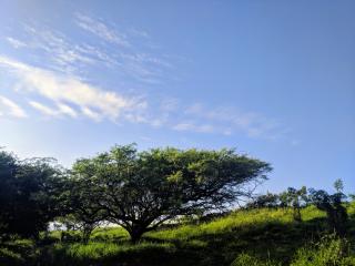 Fabaceous tree and gate