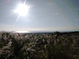 Grass seeds and the ocean