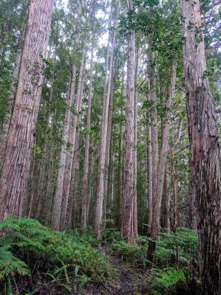 Trees can be big but non-native