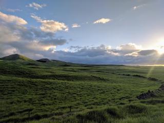Lush and green pasture