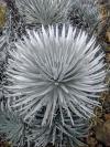 Closeup of silversword
