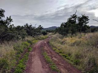 Starting the ascent on the R1 among the Māmane trees