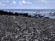 White coral chunks among the black lava pebbles