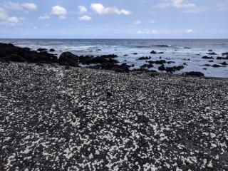 White coral chunks among the black lava pebbles