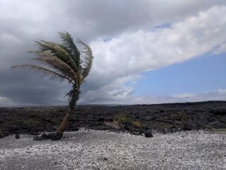 A solitary palm tree in a cove to the east of the green/black beach