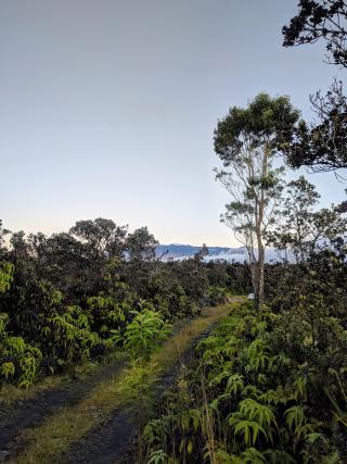 Mauna kea in the distance above where Tree Planting Road meets Saddle Raod
